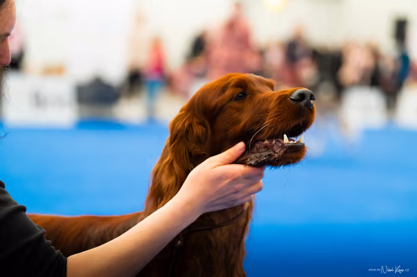For Pets Cup – DOSPĚLÝ