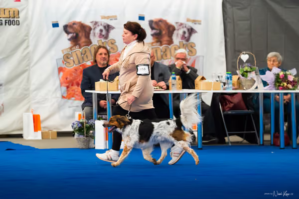 For Pets Cup – DOSPĚLÝ