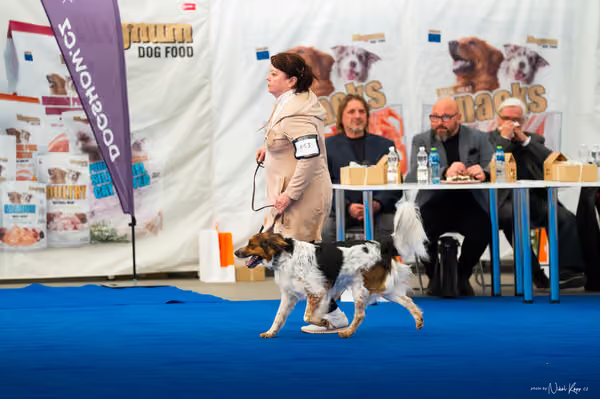 For Pets Cup – DOSPĚLÝ