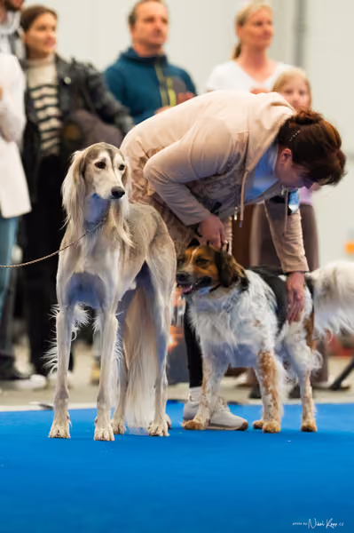 For Pets Cup – DOSPĚLÝ