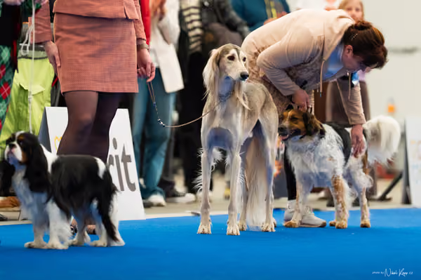 For Pets Cup – DOSPĚLÝ