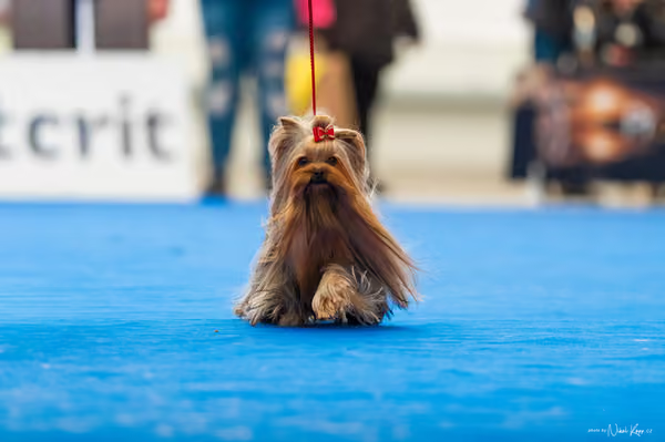 For Pets Cup – DOSPĚLÝ