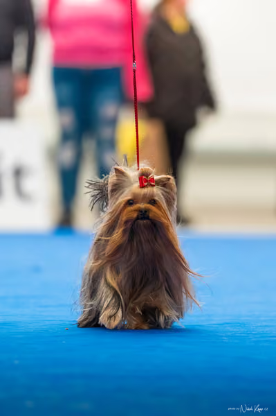 For Pets Cup – DOSPĚLÝ