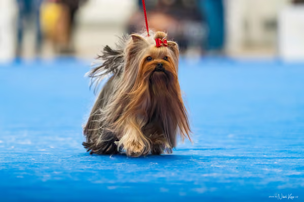 For Pets Cup – DOSPĚLÝ
