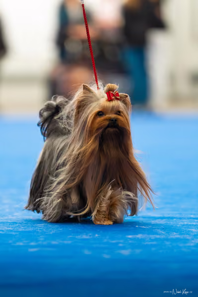 For Pets Cup – DOSPĚLÝ
