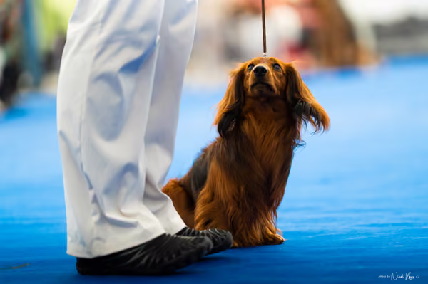 For Pets Cup – DOSPĚLÝ