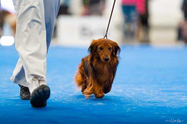 For Pets Cup – DOSPĚLÝ