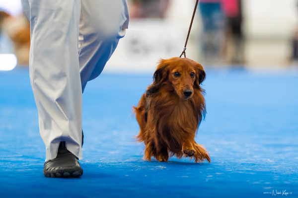 For Pets Cup – DOSPĚLÝ