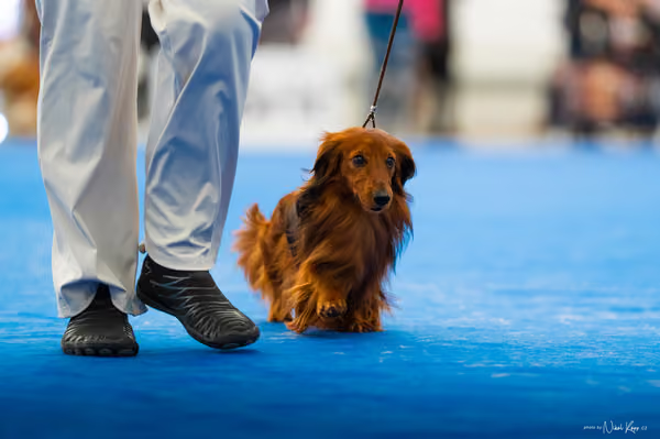 For Pets Cup – DOSPĚLÝ
