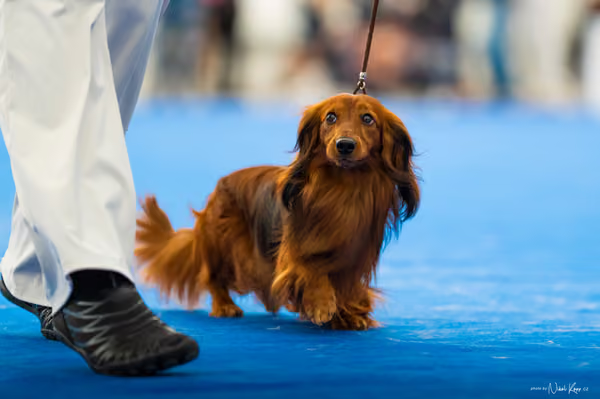 For Pets Cup – DOSPĚLÝ