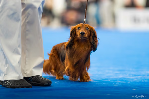 For Pets Cup – DOSPĚLÝ