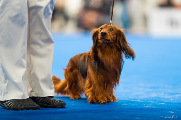 For Pets Cup – DOSPĚLÝ