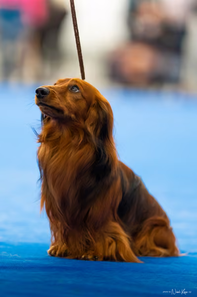 For Pets Cup – DOSPĚLÝ