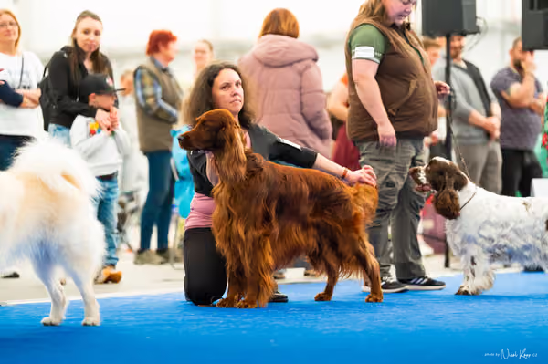 For Pets Cup – DOSPĚLÝ