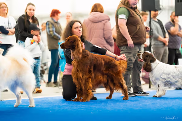 For Pets Cup – DOSPĚLÝ