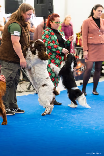 For Pets Cup – DOSPĚLÝ