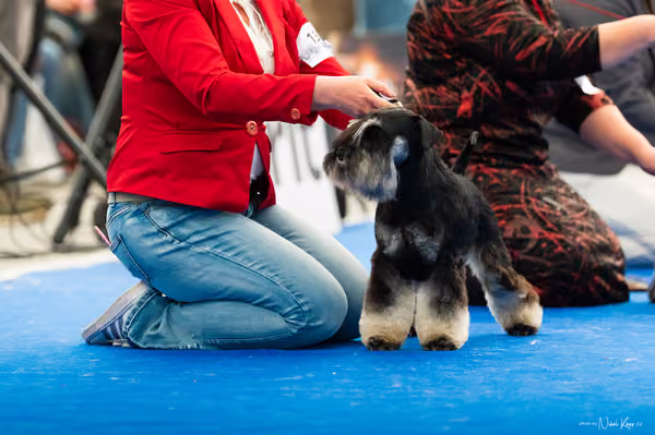For Pets Cup – DOSPĚLÝ