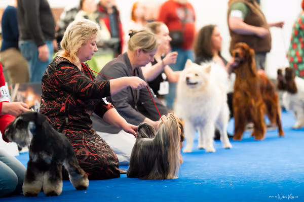For Pets Cup – DOSPĚLÝ