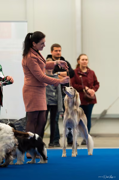 For Pets Cup – DOSPĚLÝ