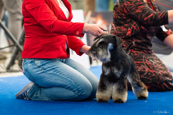 For Pets Cup – DOSPĚLÝ
