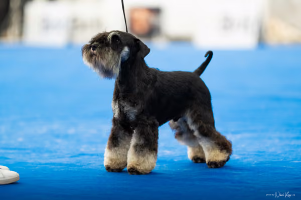 For Pets Cup – DOSPĚLÝ