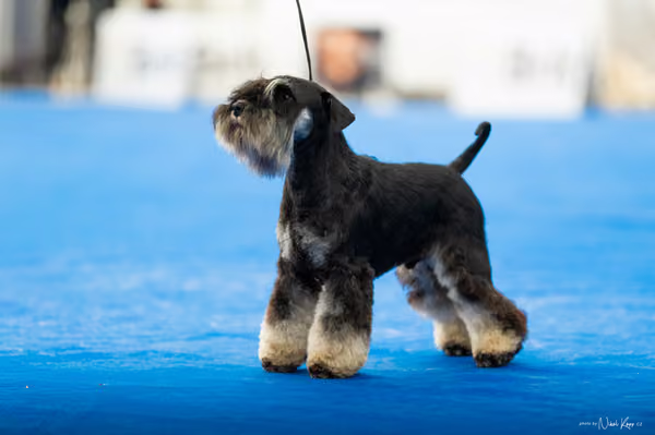 For Pets Cup – DOSPĚLÝ