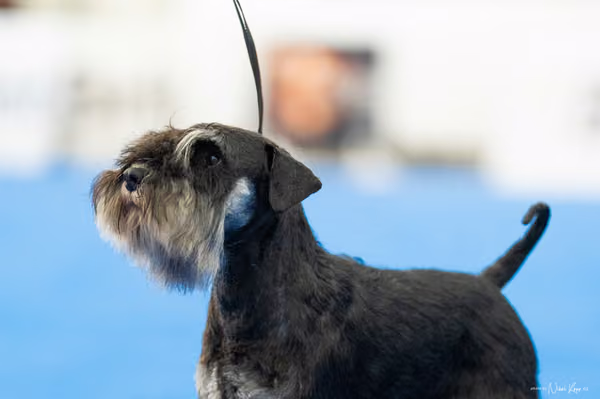 For Pets Cup – DOSPĚLÝ