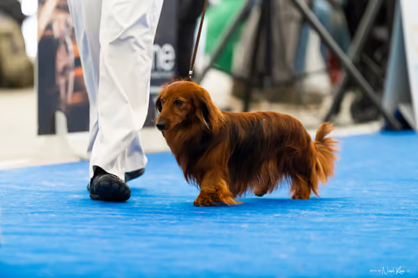 For Pets Cup – DOSPĚLÝ