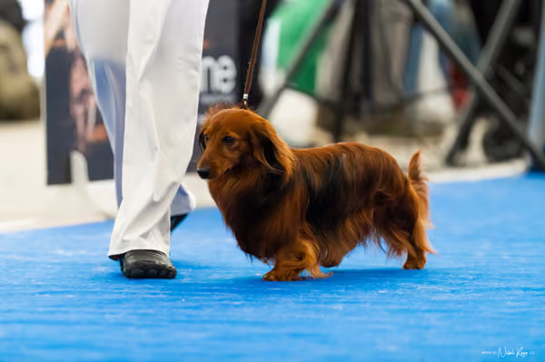 For Pets Cup – DOSPĚLÝ