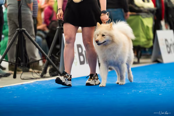 For Pets Cup – DOSPĚLÝ