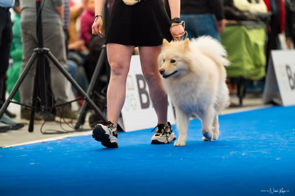 For Pets Cup – DOSPĚLÝ