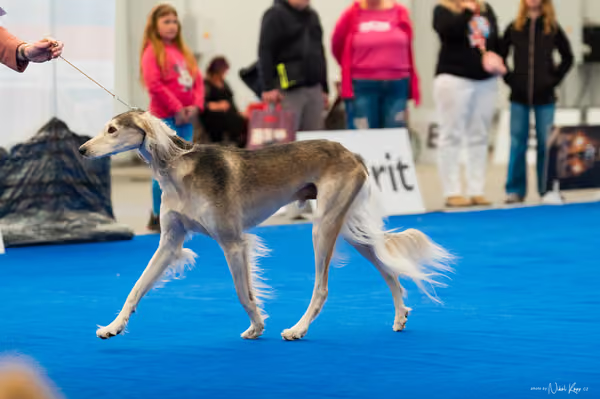 For Pets Cup – DOSPĚLÝ