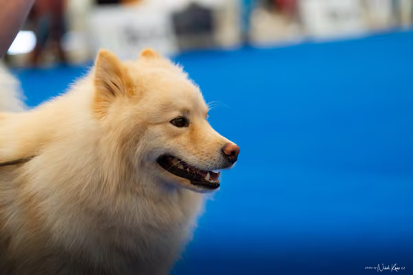 For Pets Cup – DOSPĚLÝ