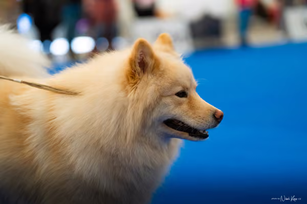For Pets Cup – DOSPĚLÝ