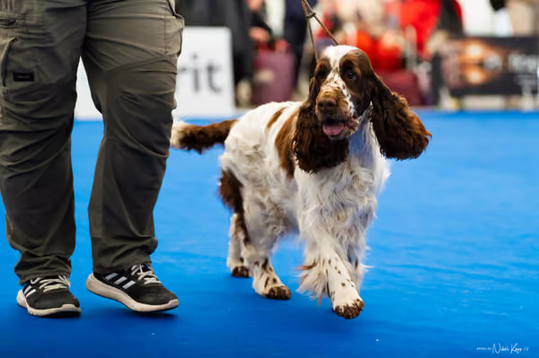 For Pets Cup – DOSPĚLÝ