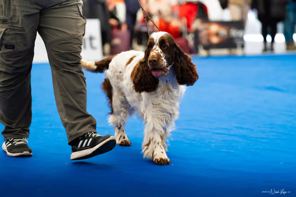 For Pets Cup – DOSPĚLÝ