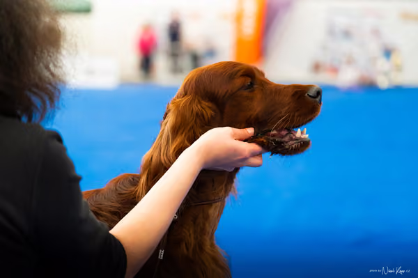 For Pets Cup – DOSPĚLÝ