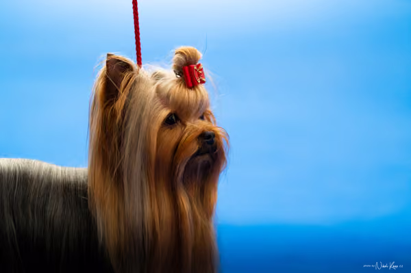 For Pets Cup – DOSPĚLÝ