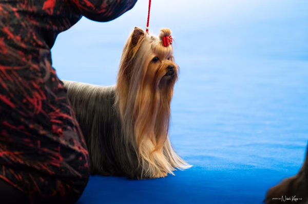 For Pets Cup – DOSPĚLÝ