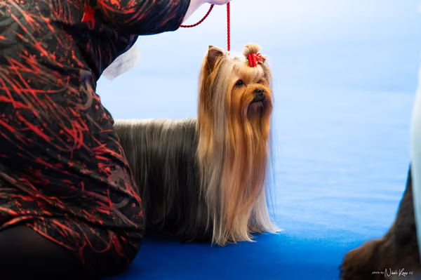 For Pets Cup – DOSPĚLÝ
