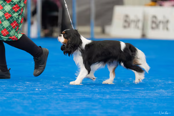 For Pets Cup – DOSPĚLÝ