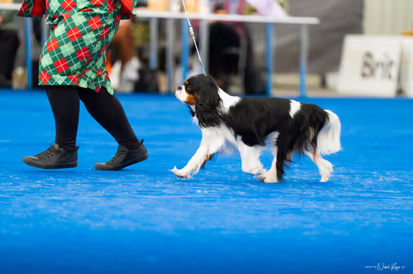 For Pets Cup – DOSPĚLÝ