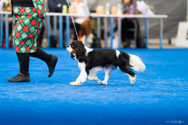 For Pets Cup – DOSPĚLÝ