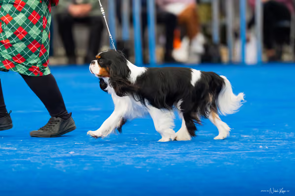 For Pets Cup – DOSPĚLÝ