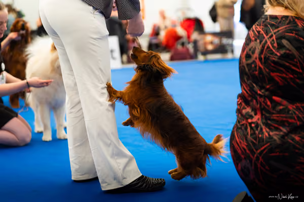 For Pets Cup – DOSPĚLÝ