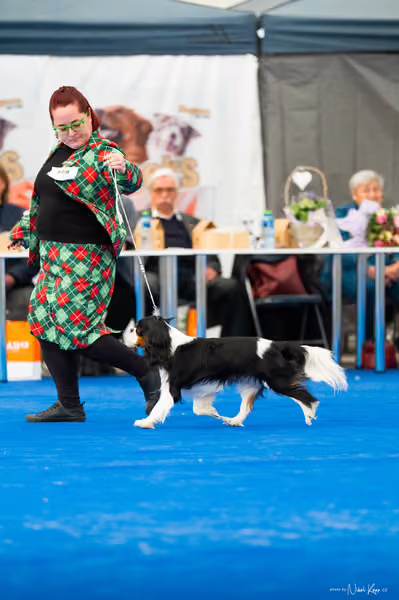 For Pets Cup – DOSPĚLÝ