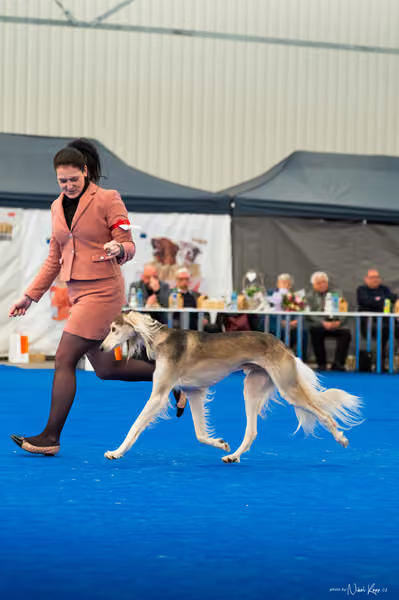 For Pets Cup – DOSPĚLÝ