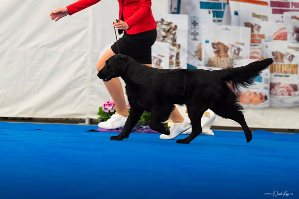 For Pets Cup – DOSPĚLÝ