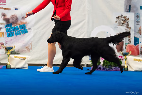 For Pets Cup – DOSPĚLÝ
