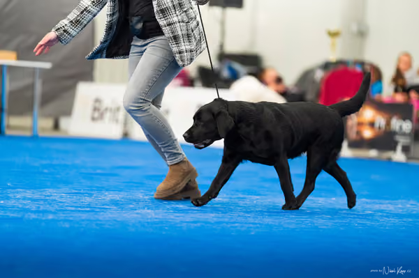 For Pets Cup – DOSPĚLÝ